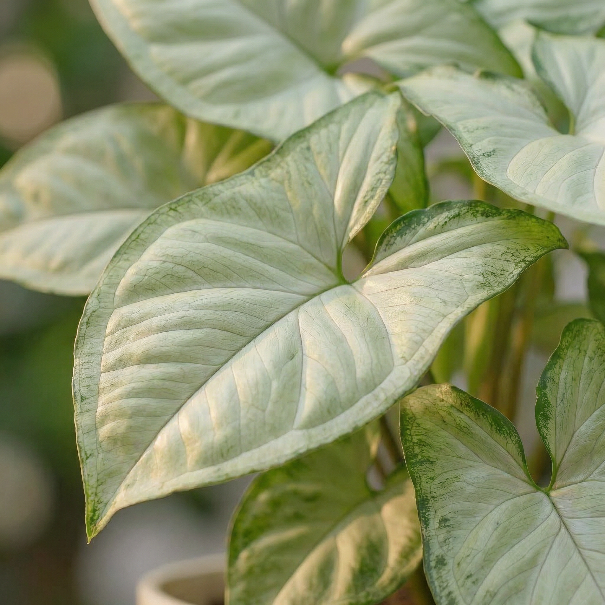 Syngonium