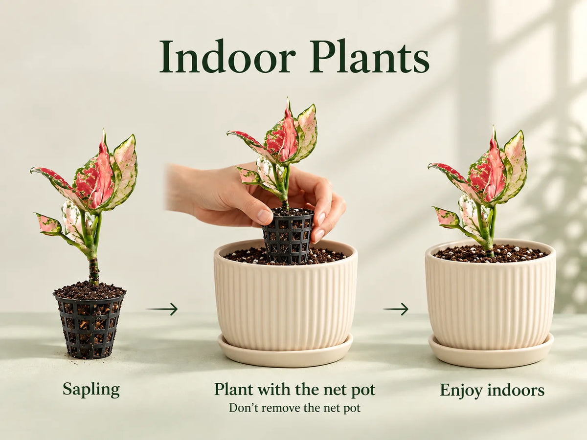 Indoor Plants