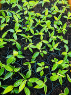 Philodendron Moonshine