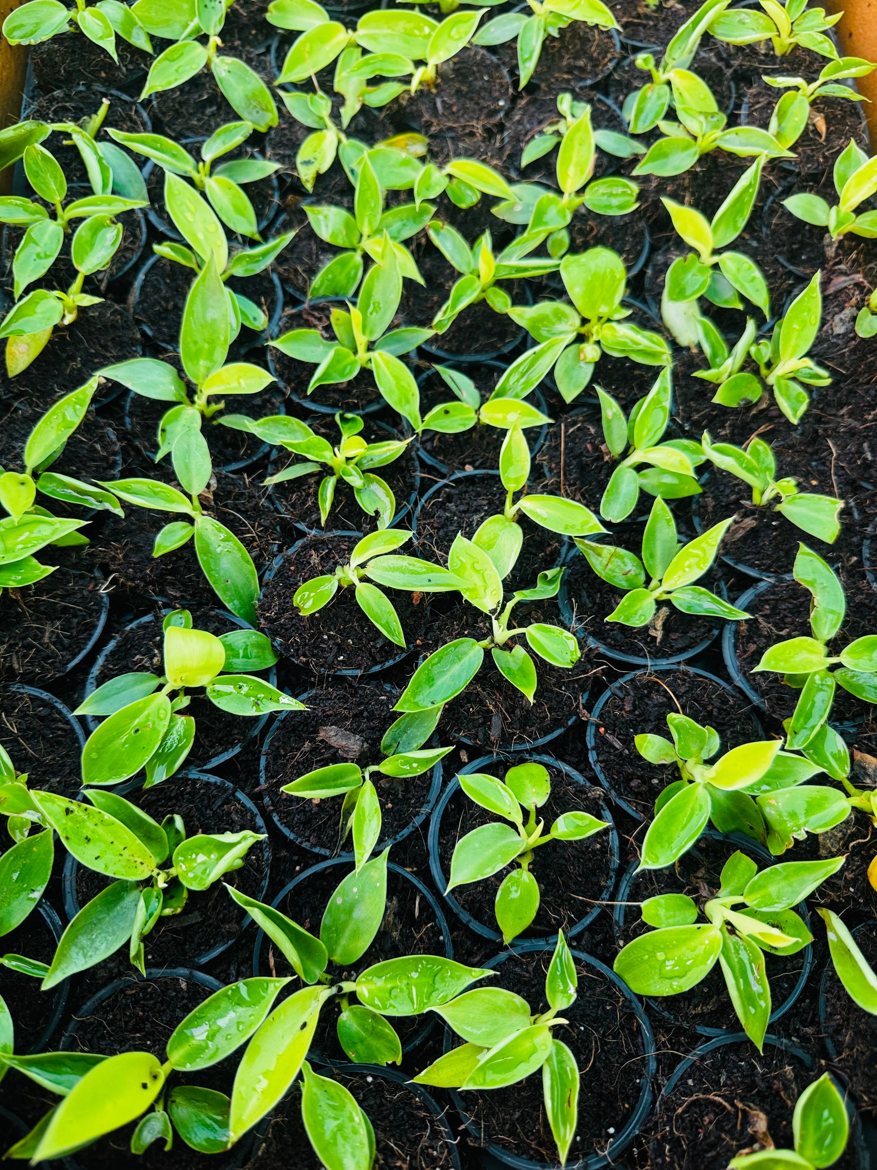 Philodendron Moonshine