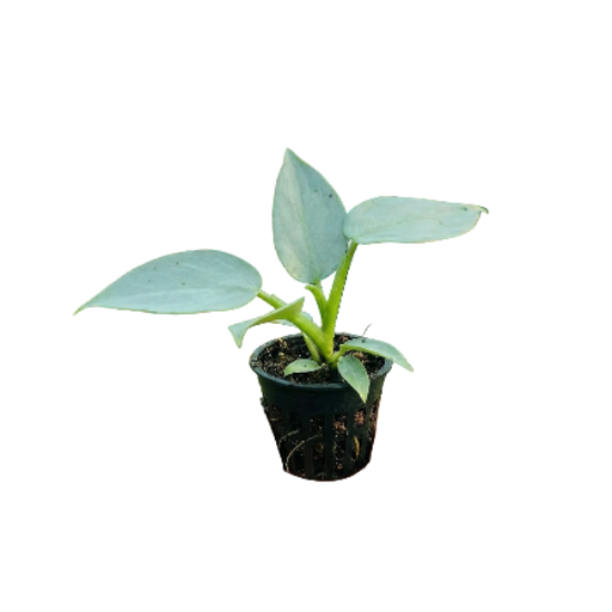 Decorative