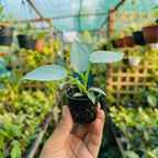Philodendron Silver Sword