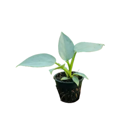 Decorative