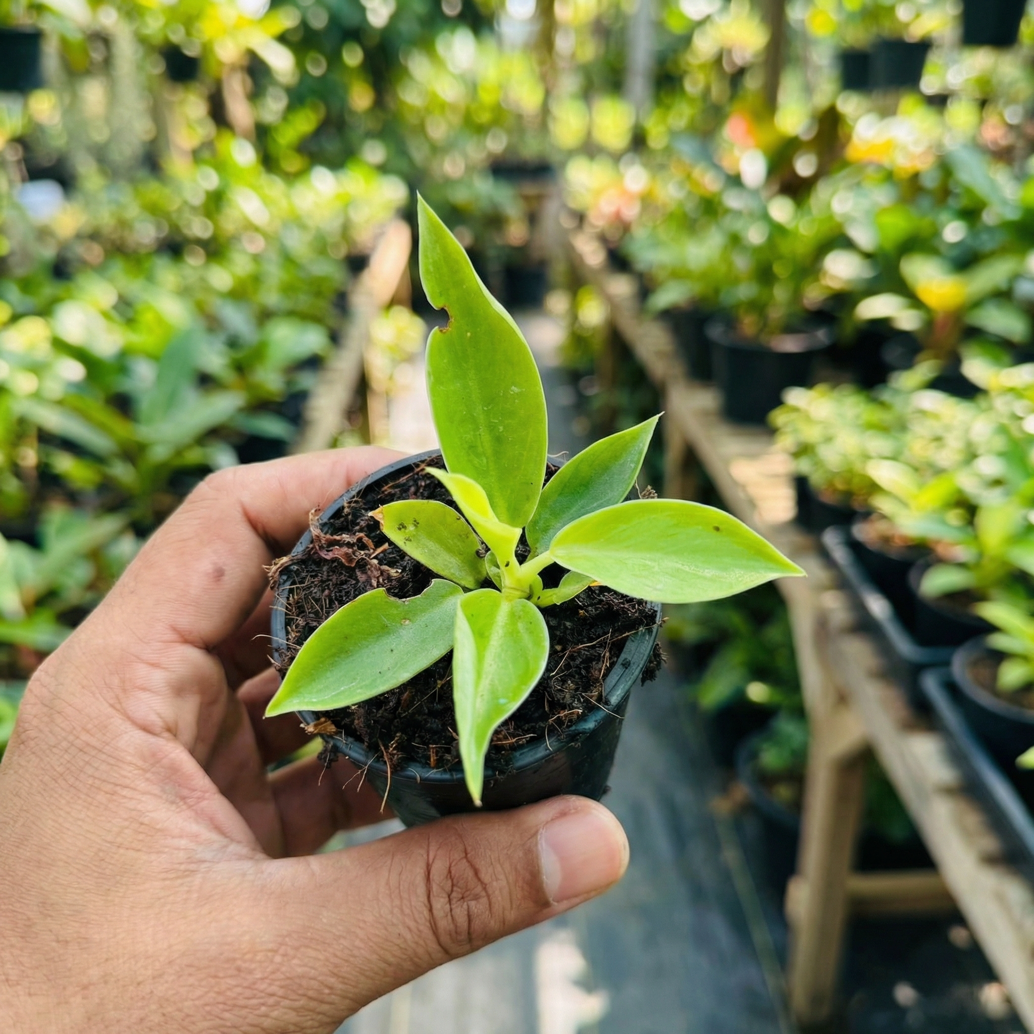 Philodendron Moonshine