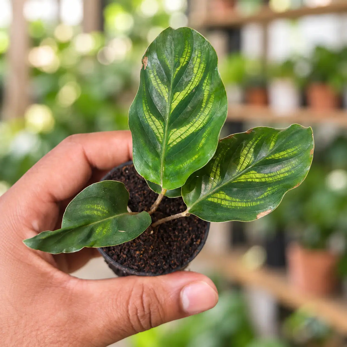 Calathea Insignis