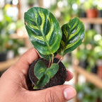 Calathea Insignis