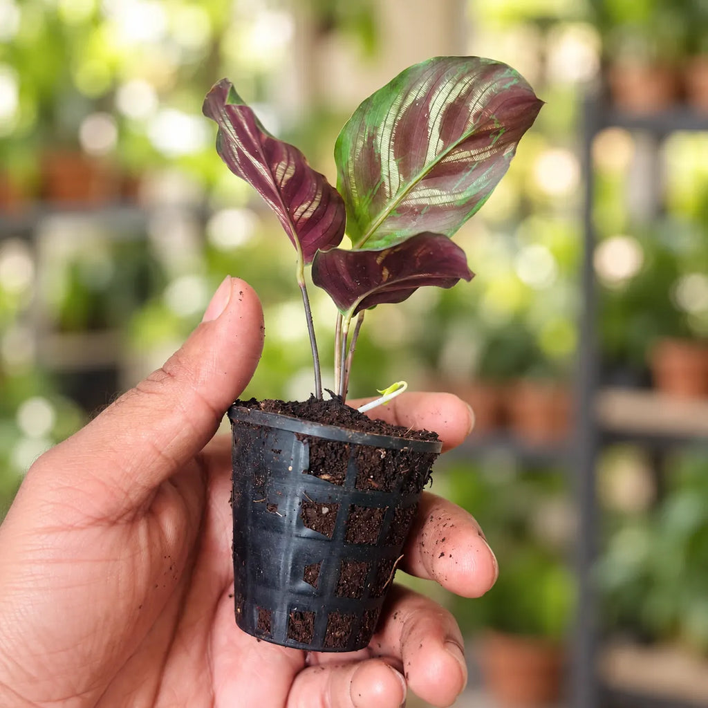 Calathea Insignis
