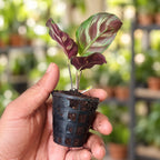 Calathea Insignis