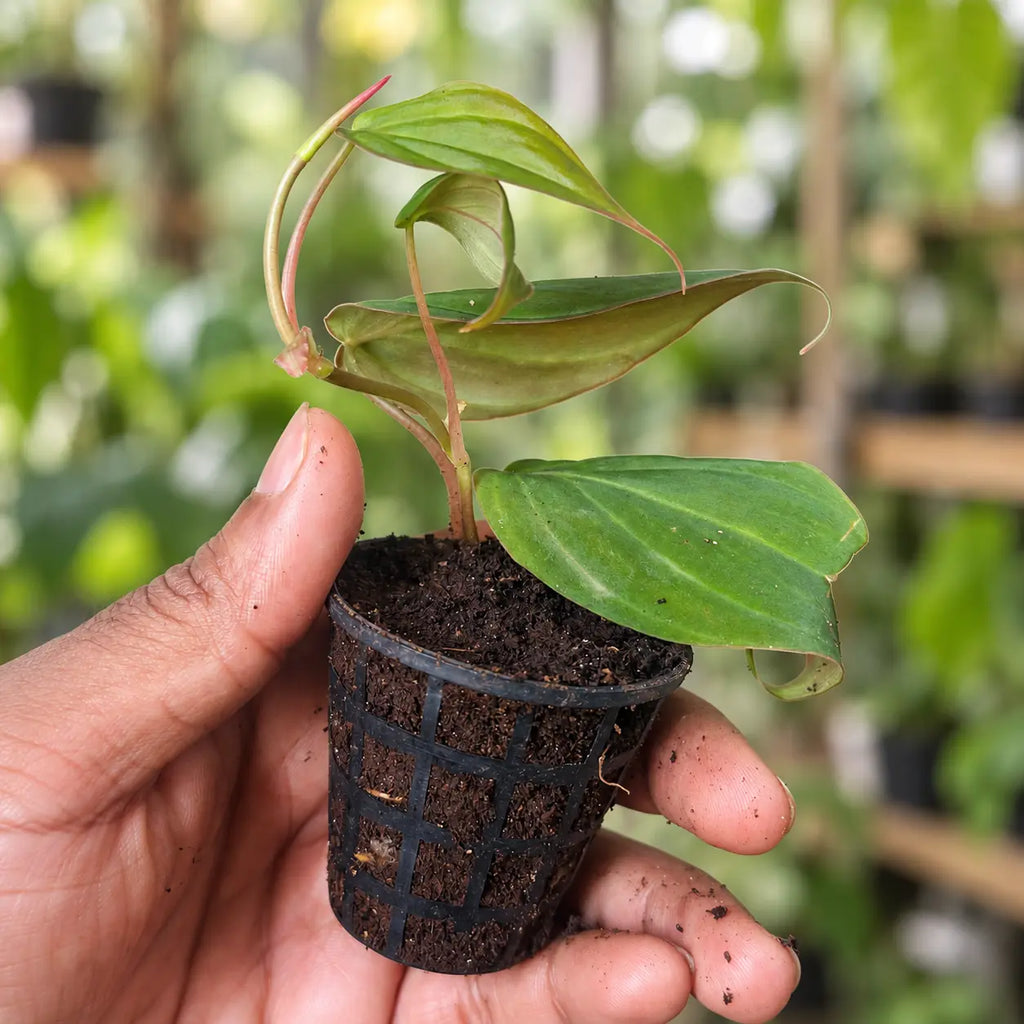 Philodendron Oxy Cardium