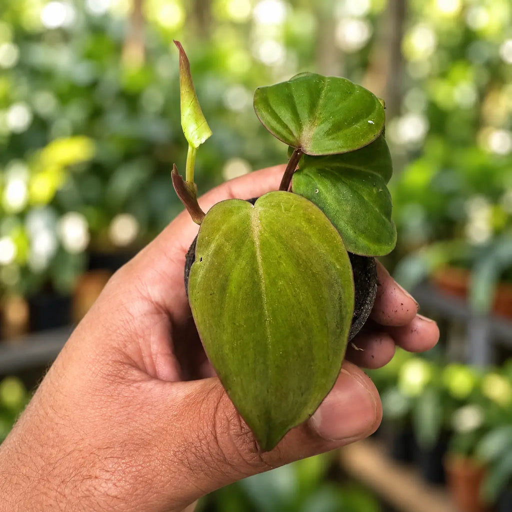 Philodendron Oxy Cardium
