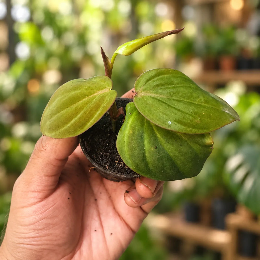 Philodendron Oxy Cardium