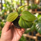 Philodendron Oxy Cardium