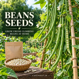 Beans Seeds