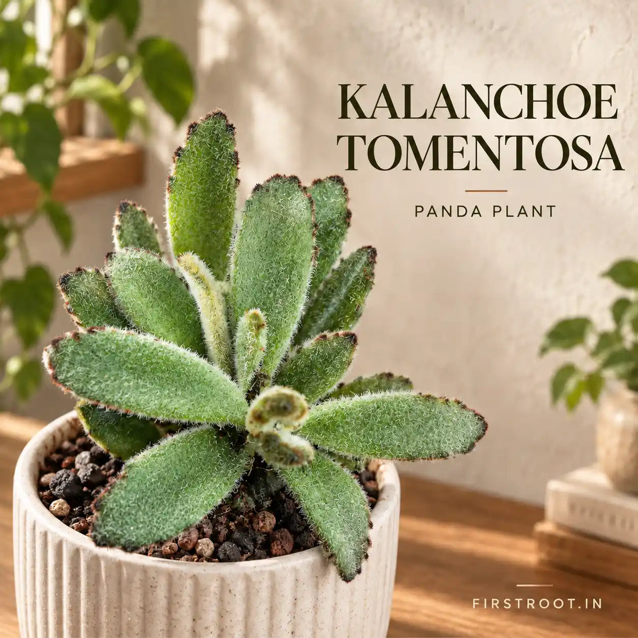 Kalanchoe Tomentosa