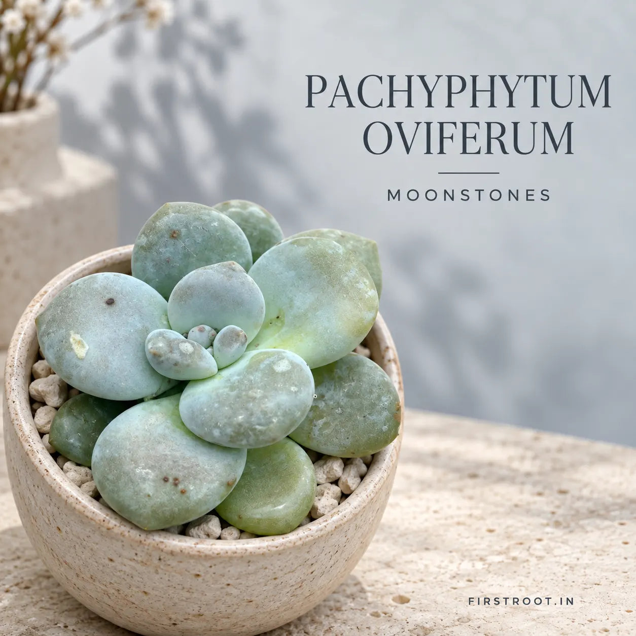 Pachyphytum Oviferum