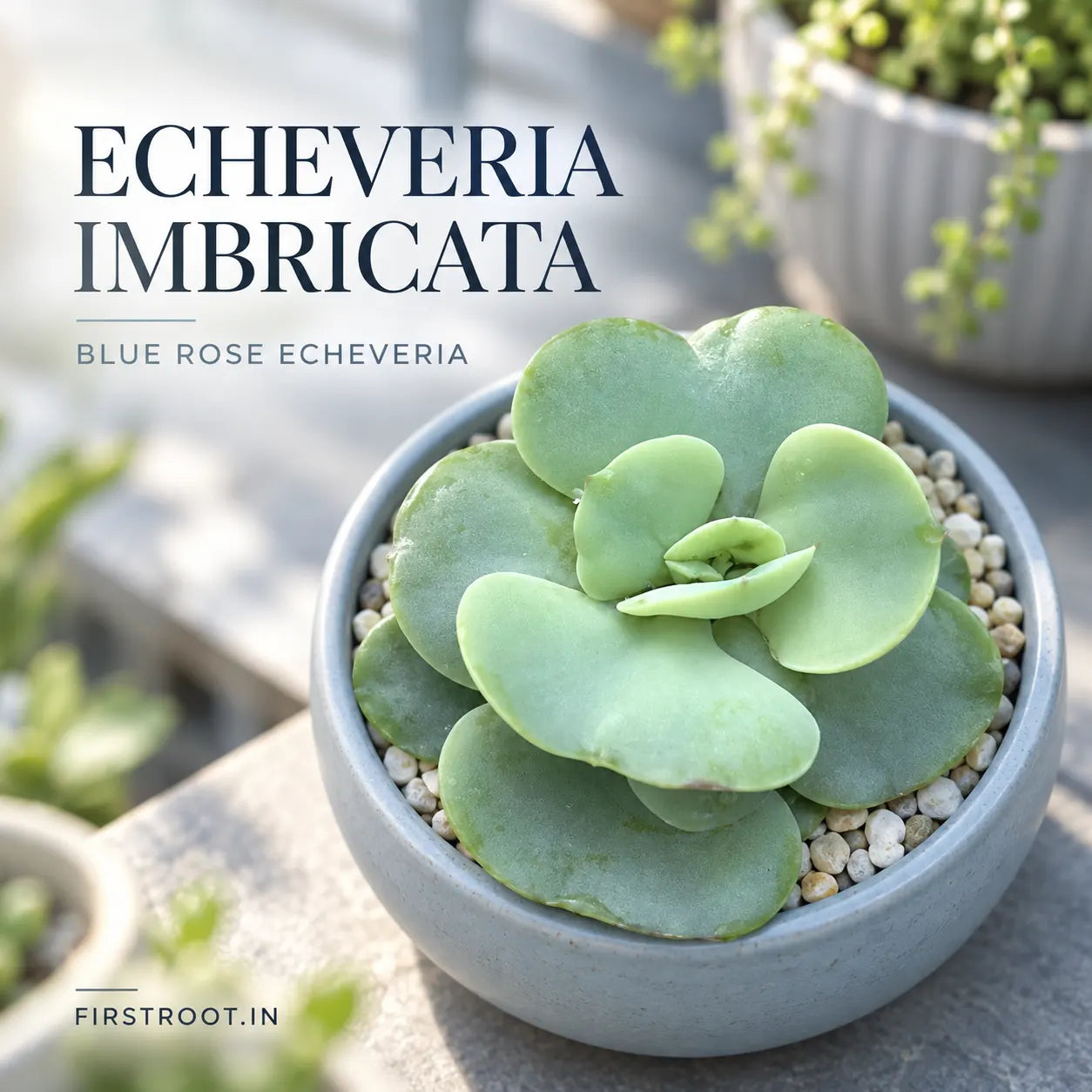 Echeveria Imbricata