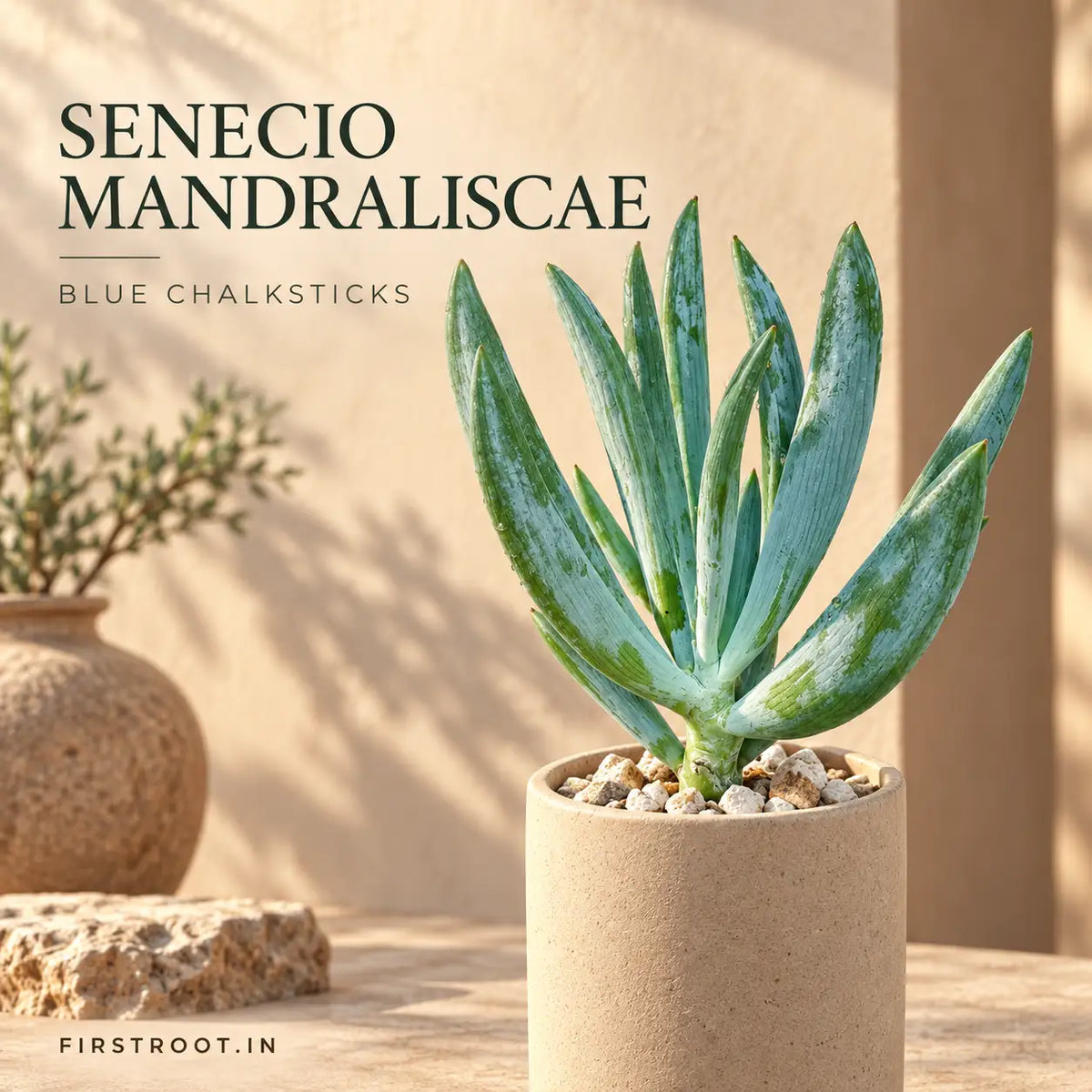 Senecio Mandraliscae