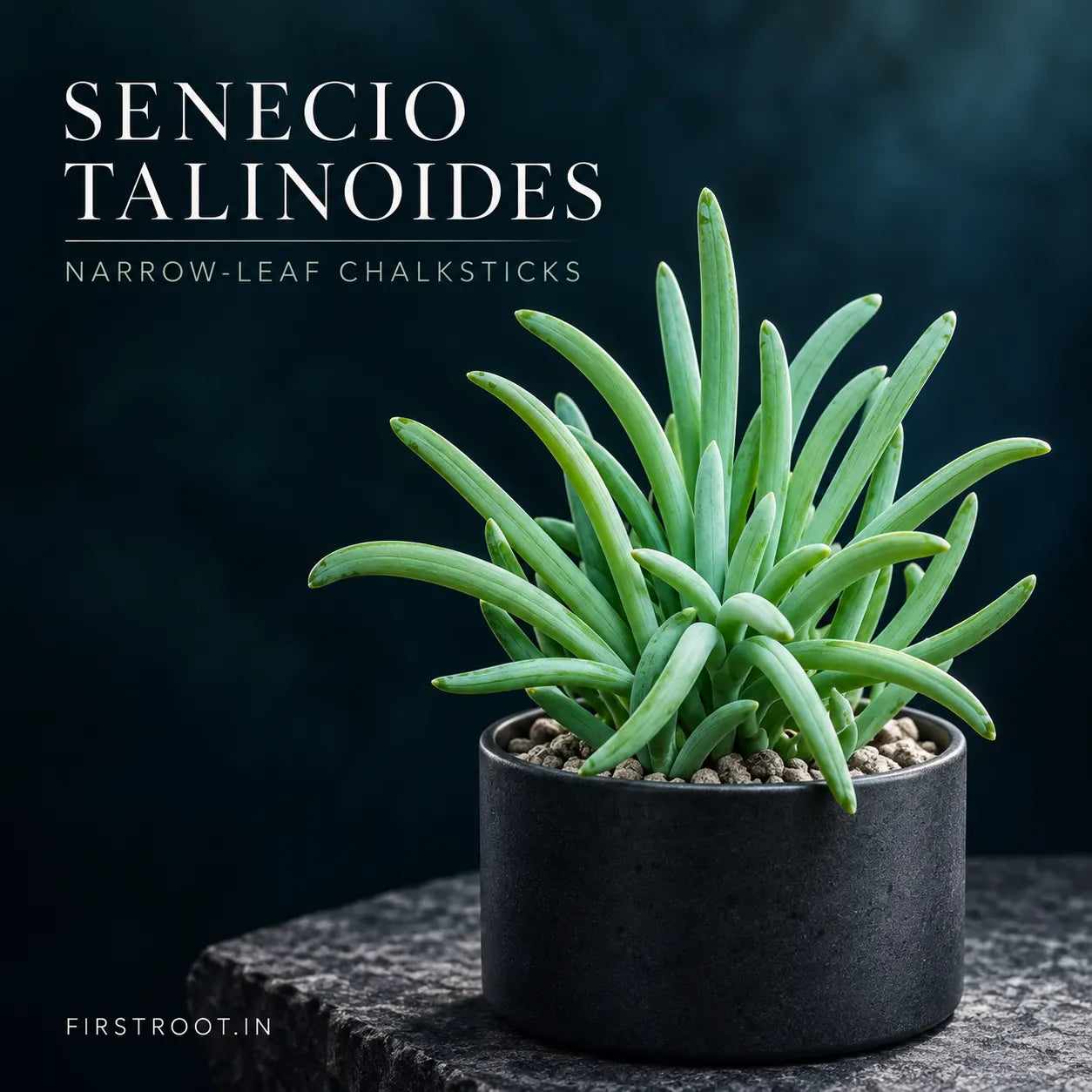 Senecio Talinoides