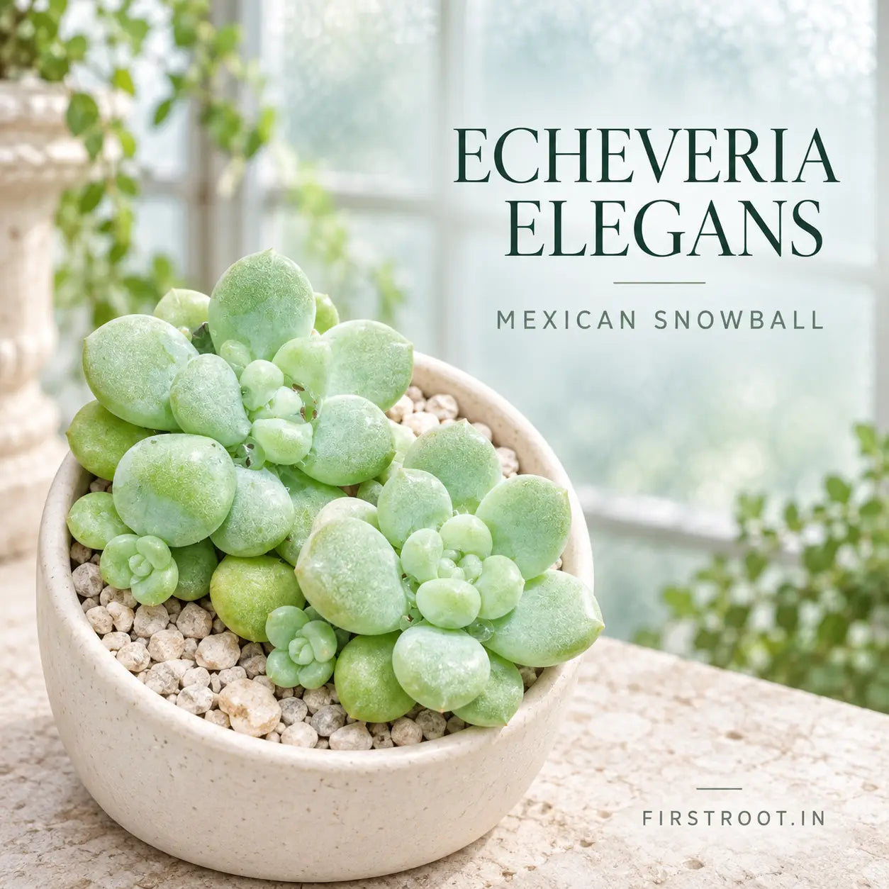 Echeveria Elegans