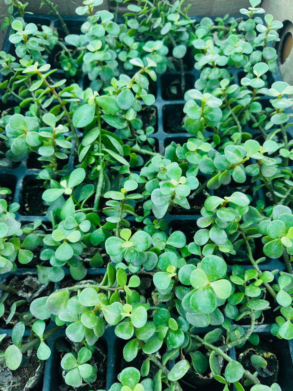 Jade