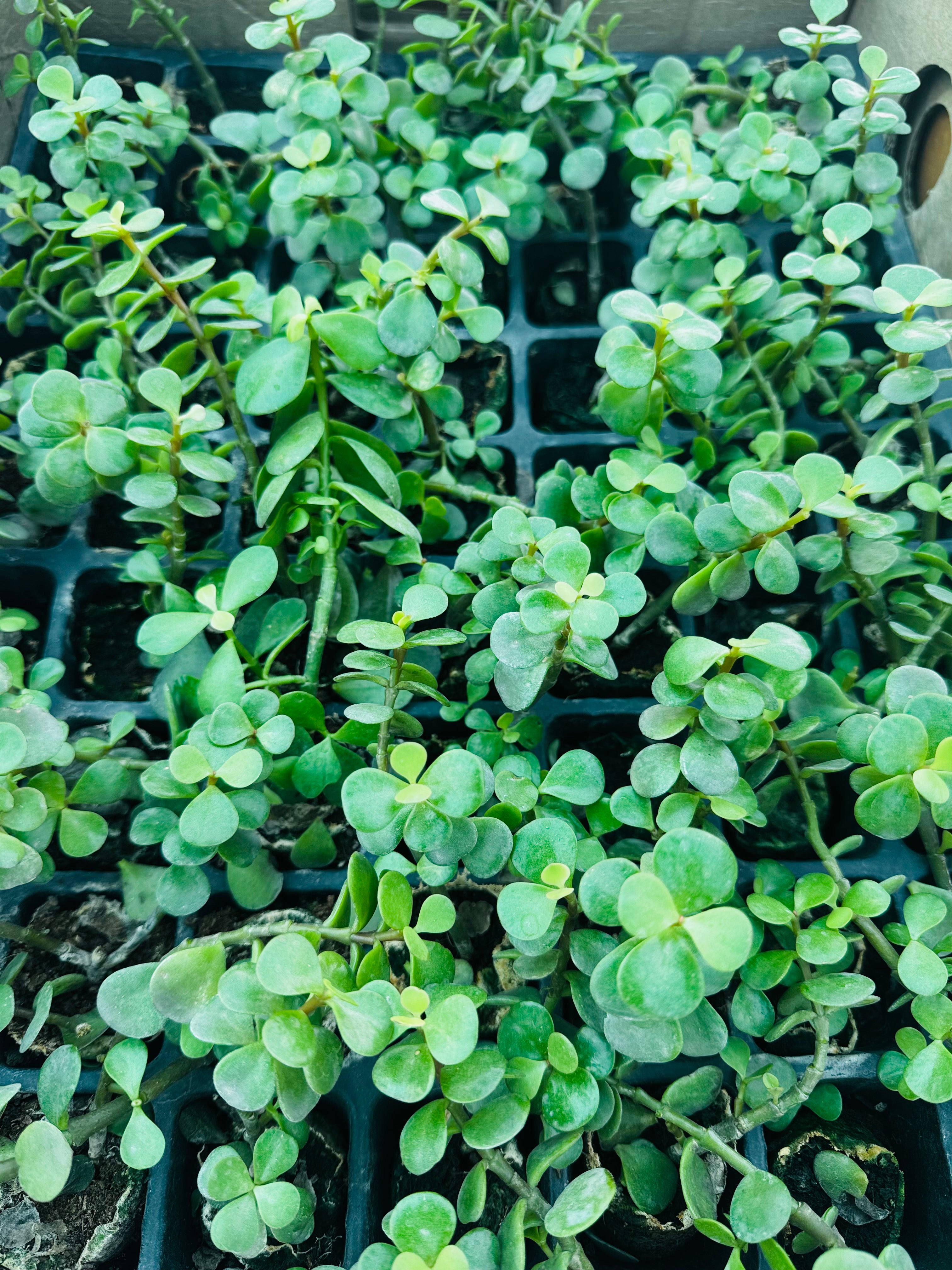 Jade