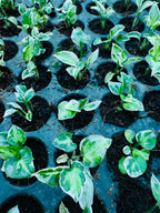 Syngonium Variegated