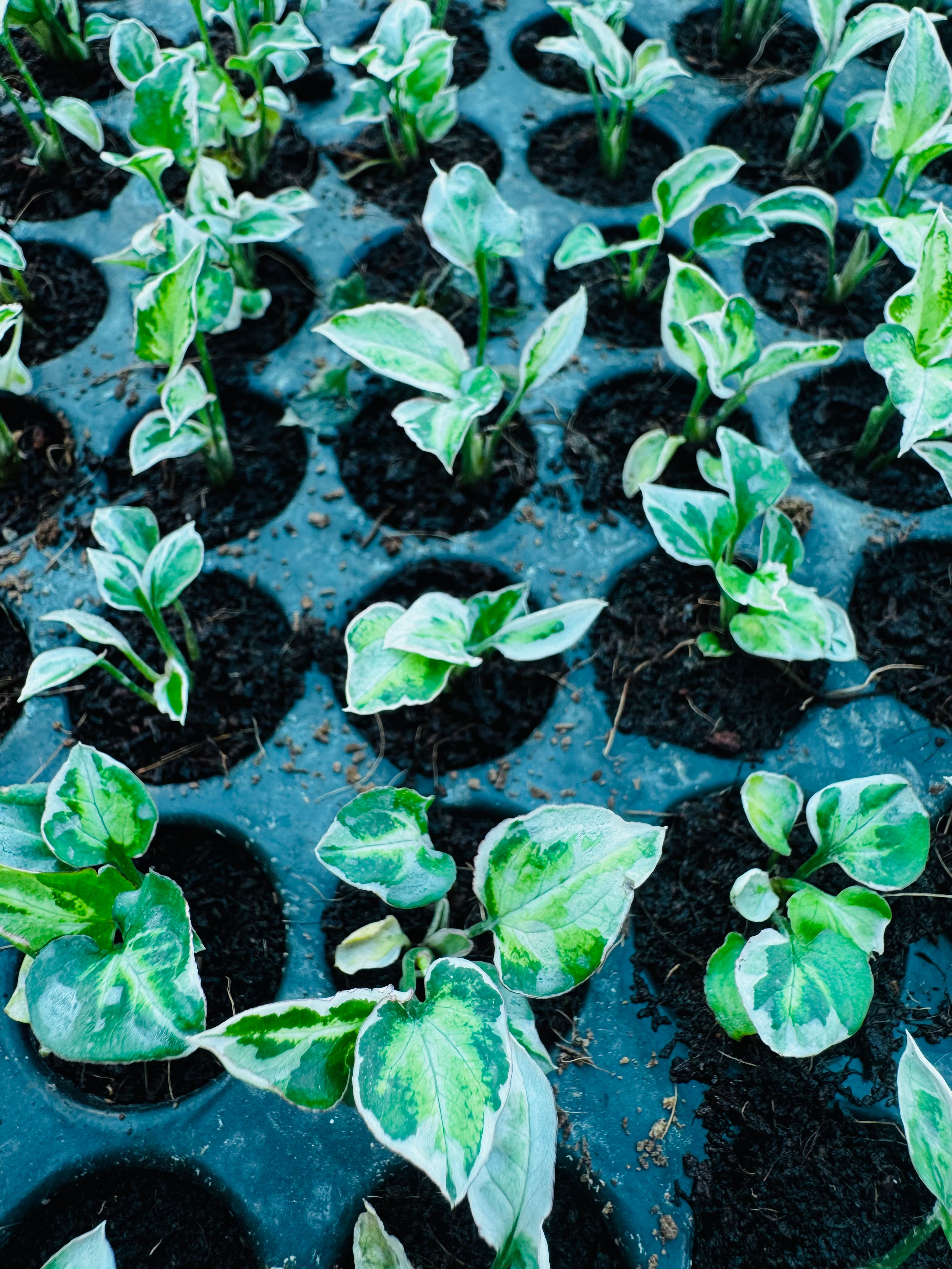 Syngonium Variegated