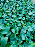 Philodendron Super Atom