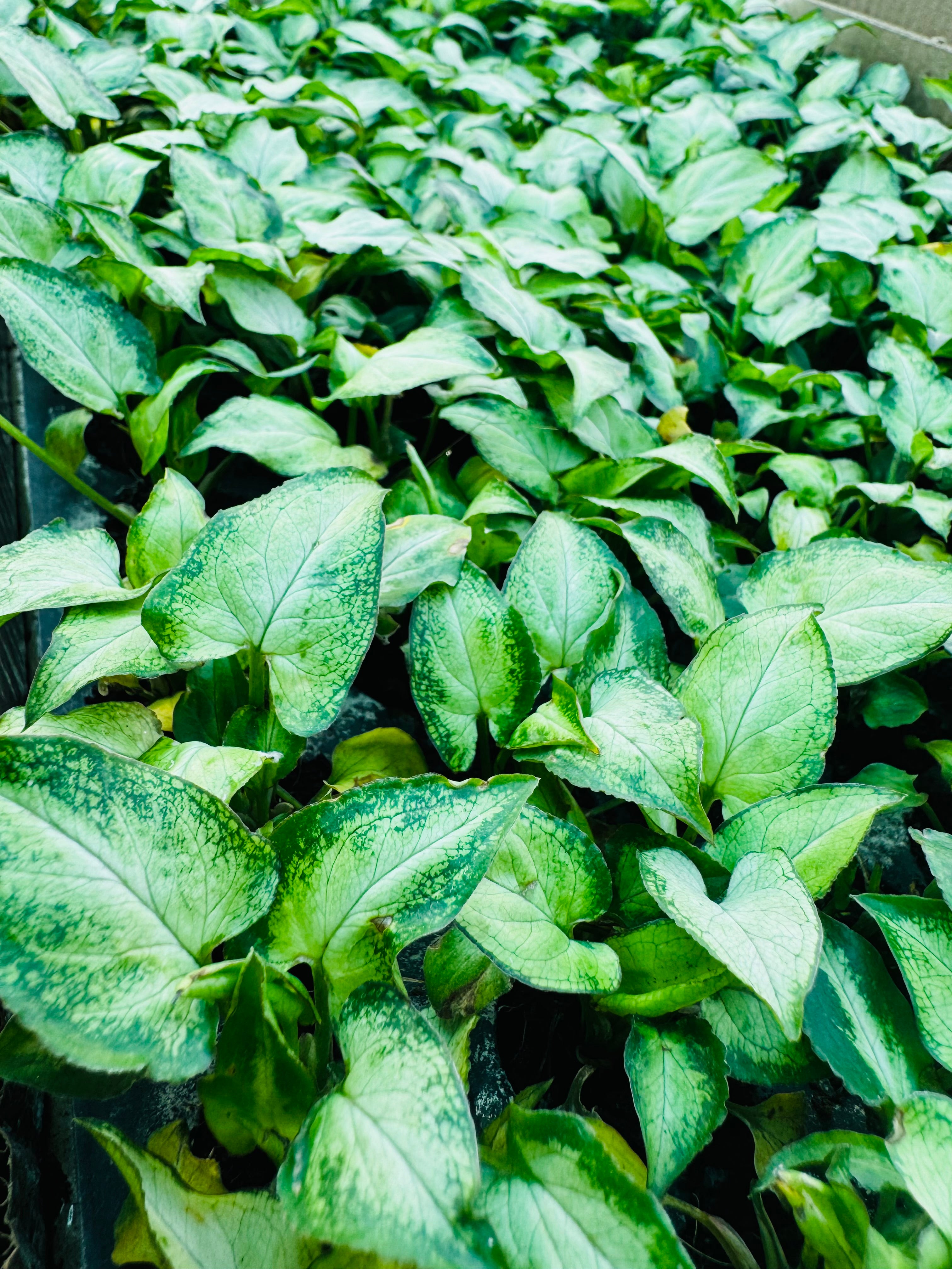 Syngonium Holly