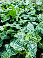 Fittonia