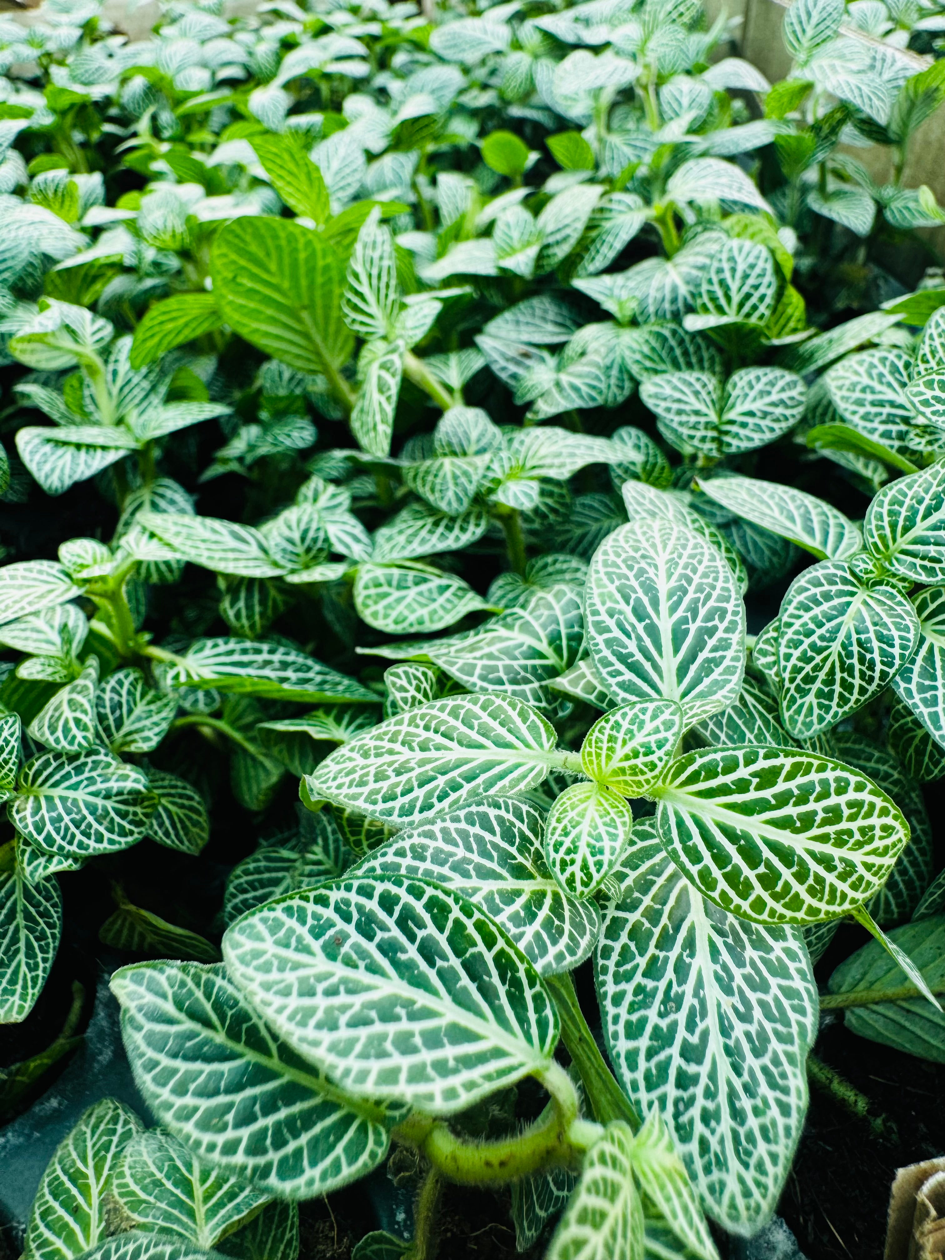Fittonia