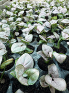 Syngonium Pink
