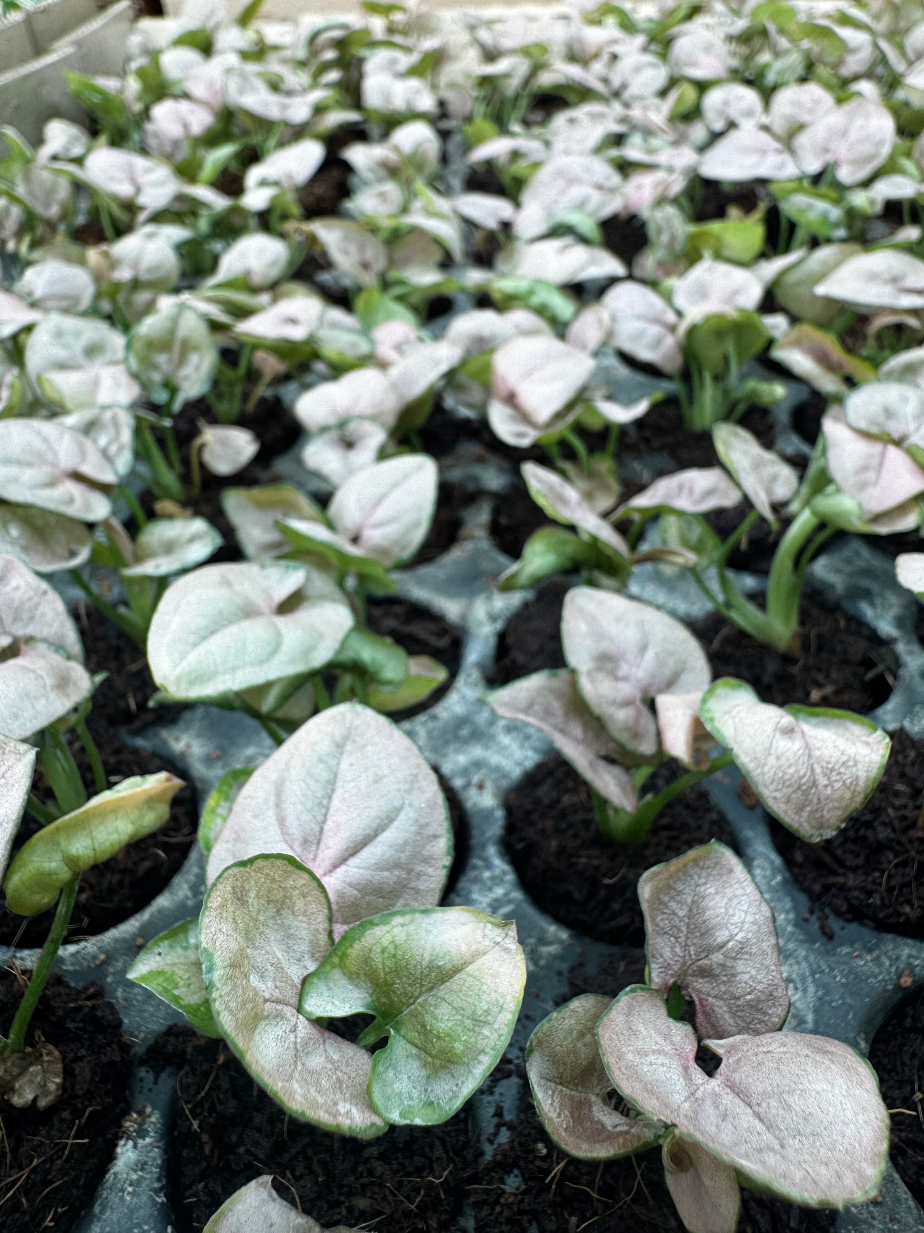 Syngonium Pink