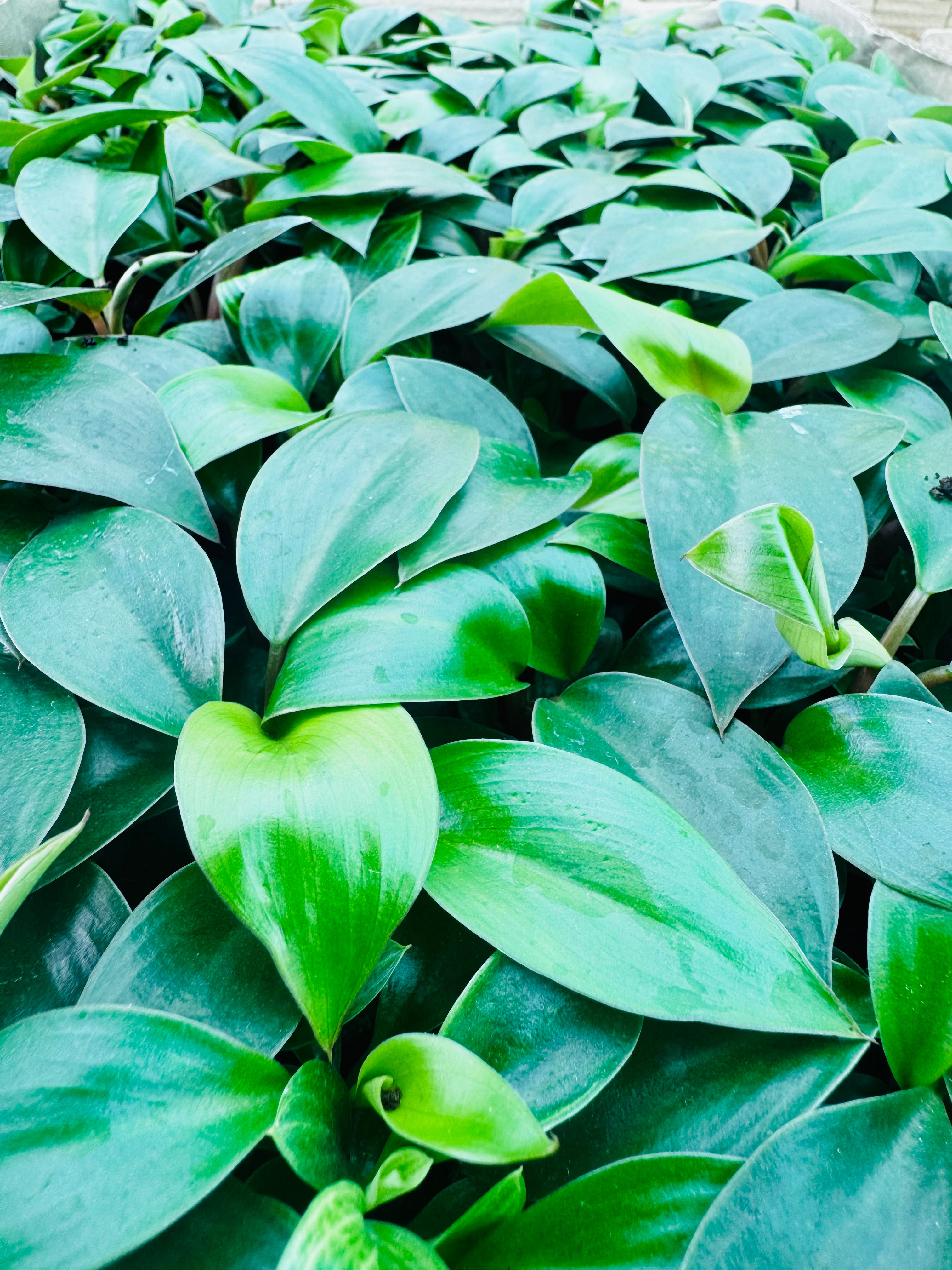 Philodendron Ceylon Green