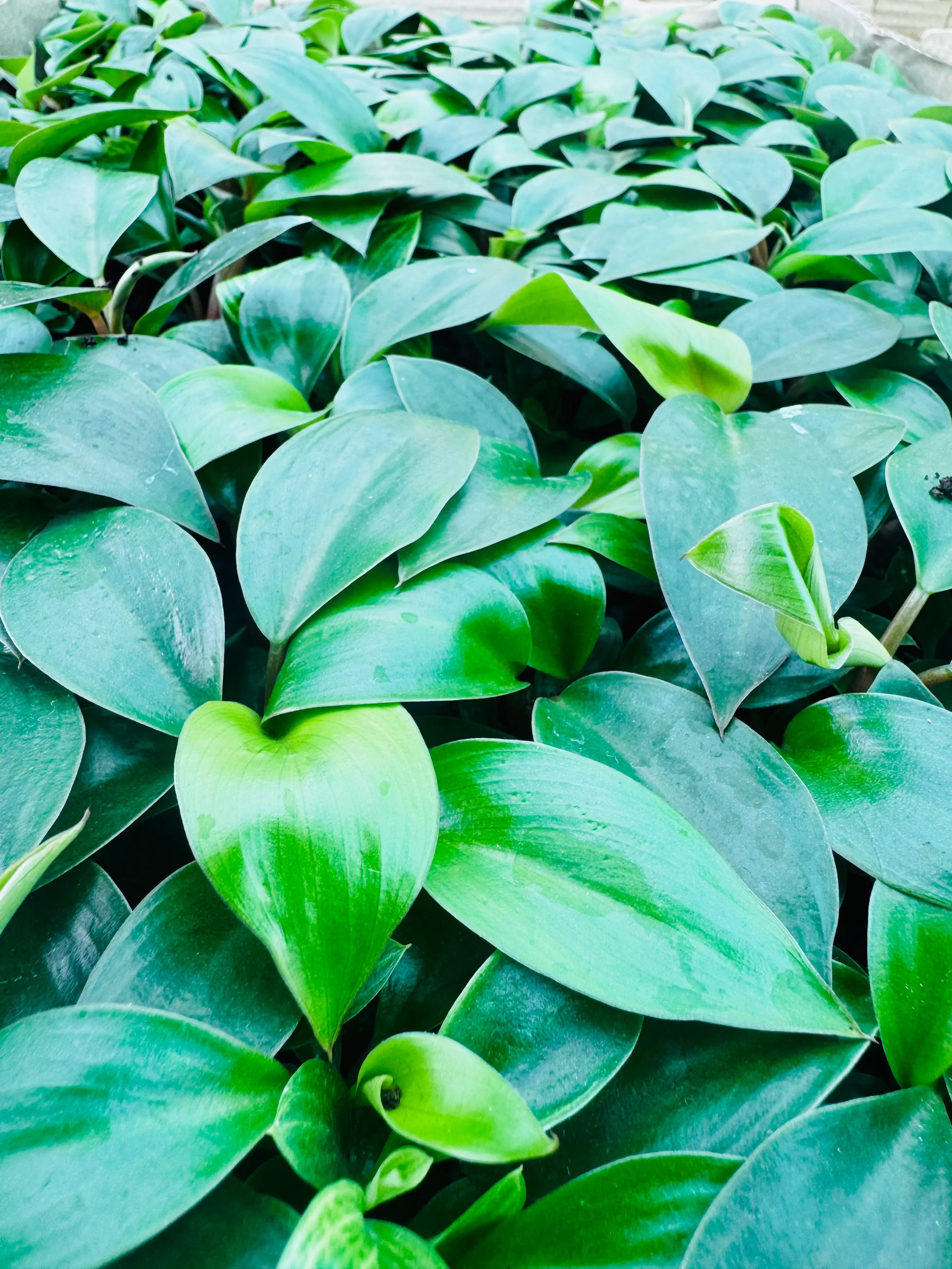 Philodendron Ceylon Green