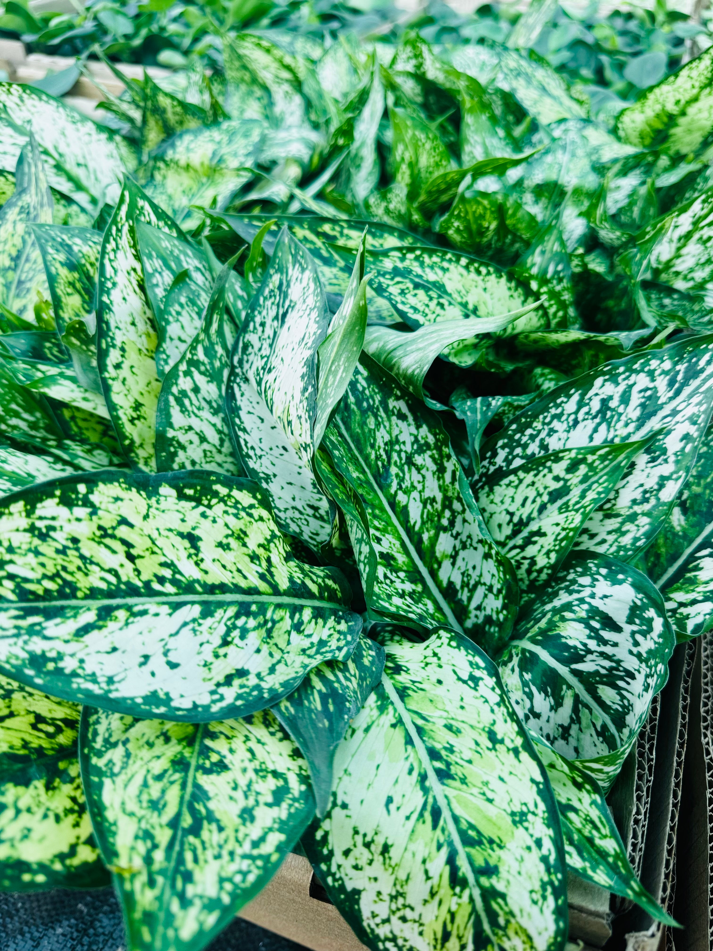 Dieffenbachia Seguine