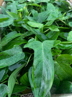 Philodendron Florida Ghost