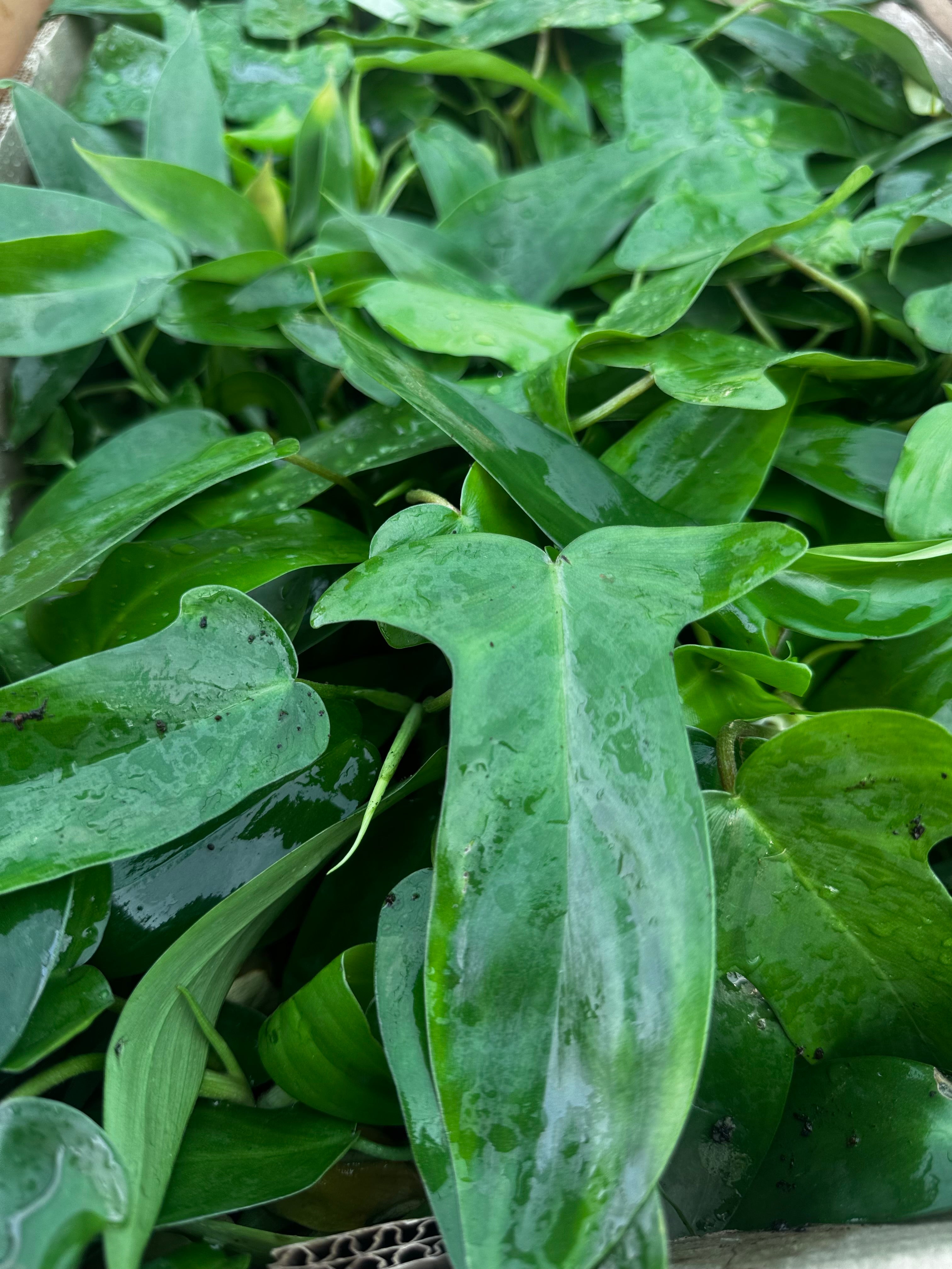 Philodendron Florida Ghost