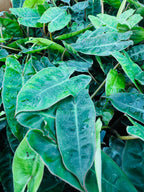 Philodendron Billietiae