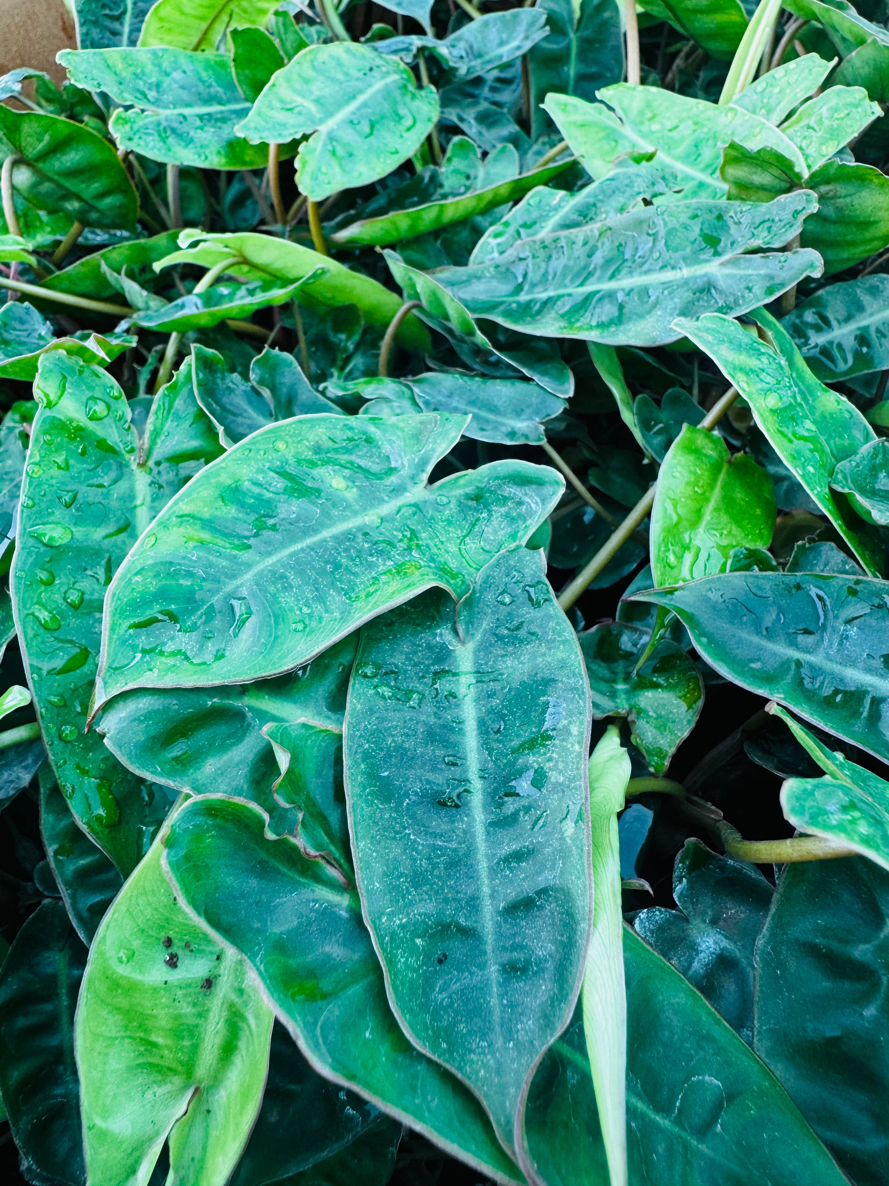 Philodendron Billietiae