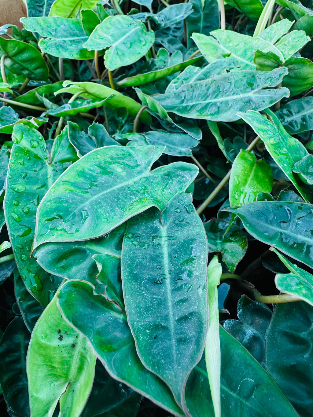 Philodendron Billietiae
