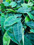 Philodendron Billietiae