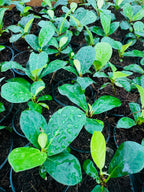 Ficus Lyrata