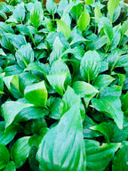 Spathiphyllum - Peace Lilly