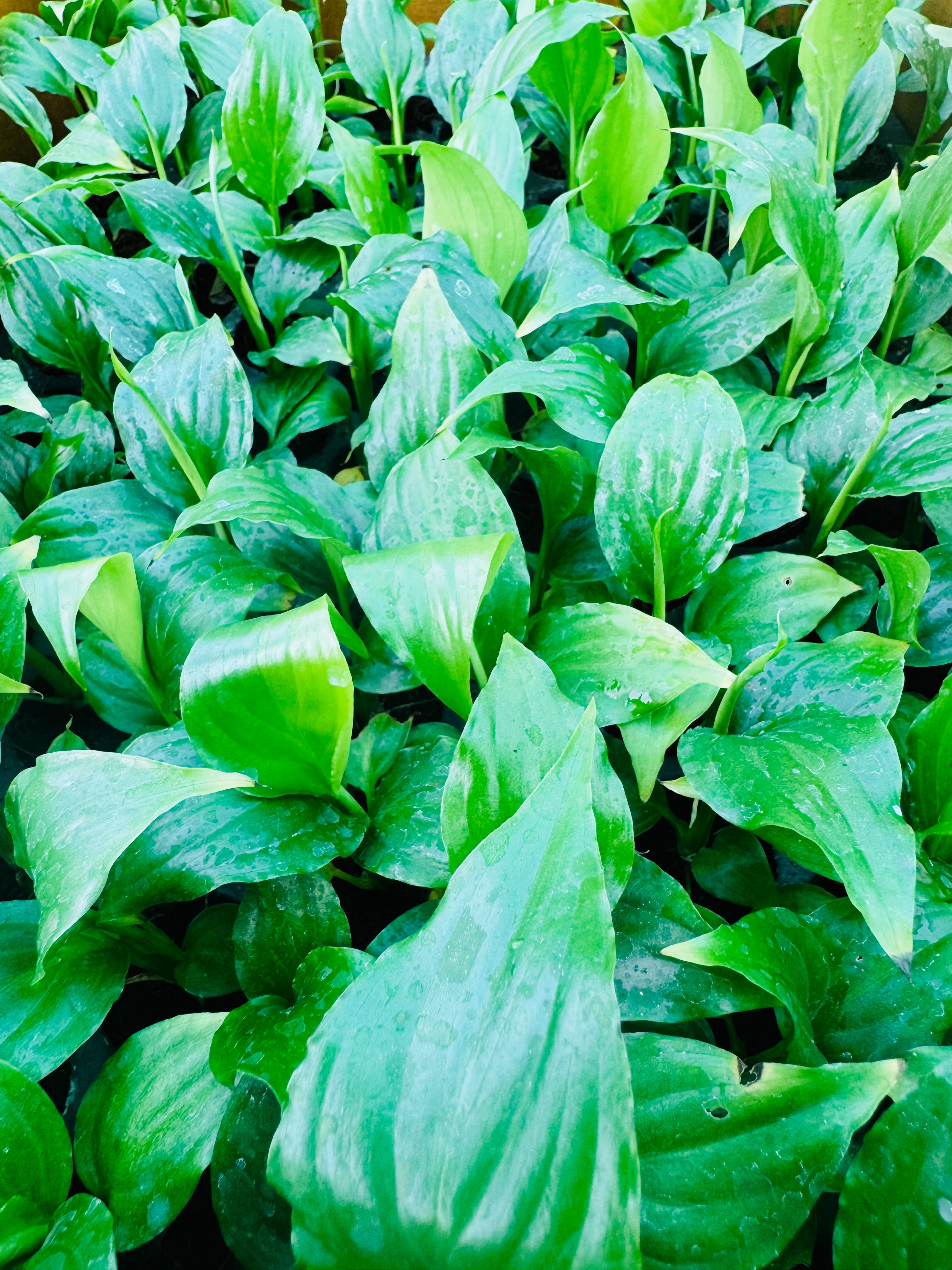 Spathiphyllum - Peace Lilly