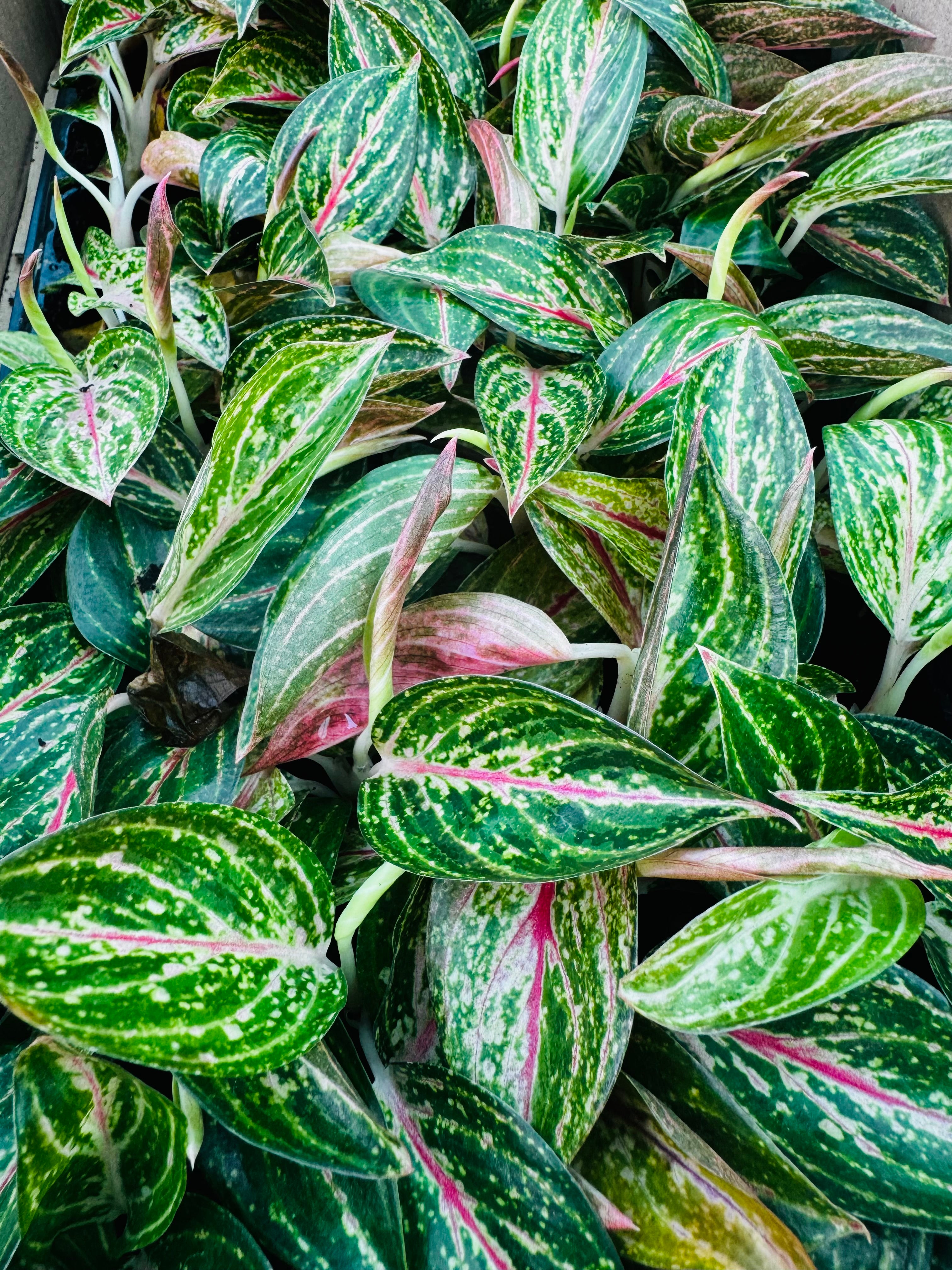Aglaonema Rotundum Hybrid Peacock