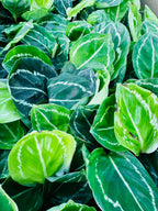 Calathea Roseopicta Green Lipstick