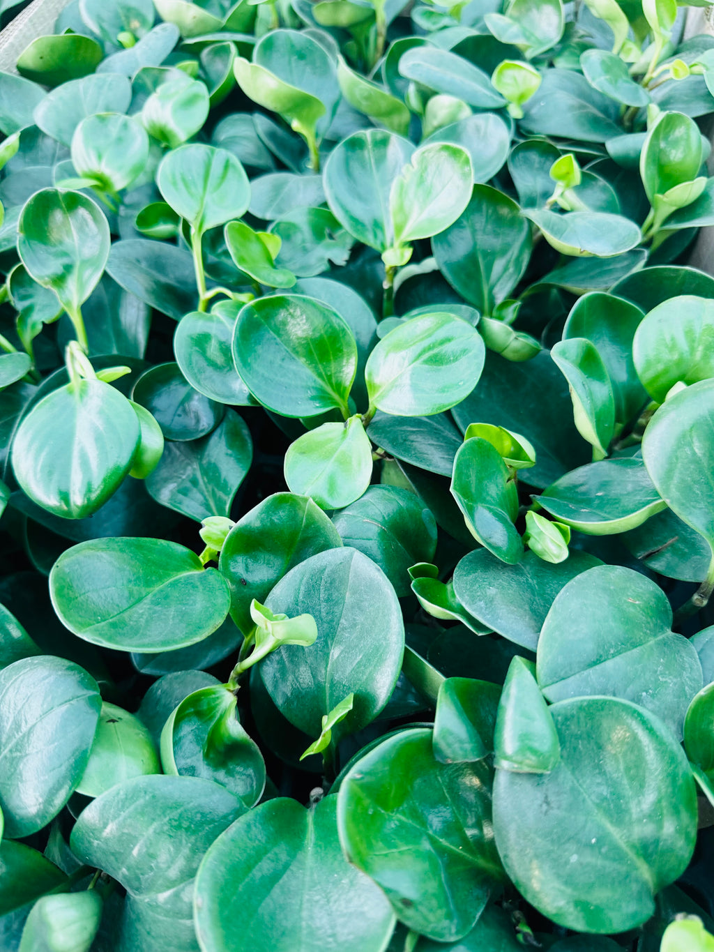 Pepperomia