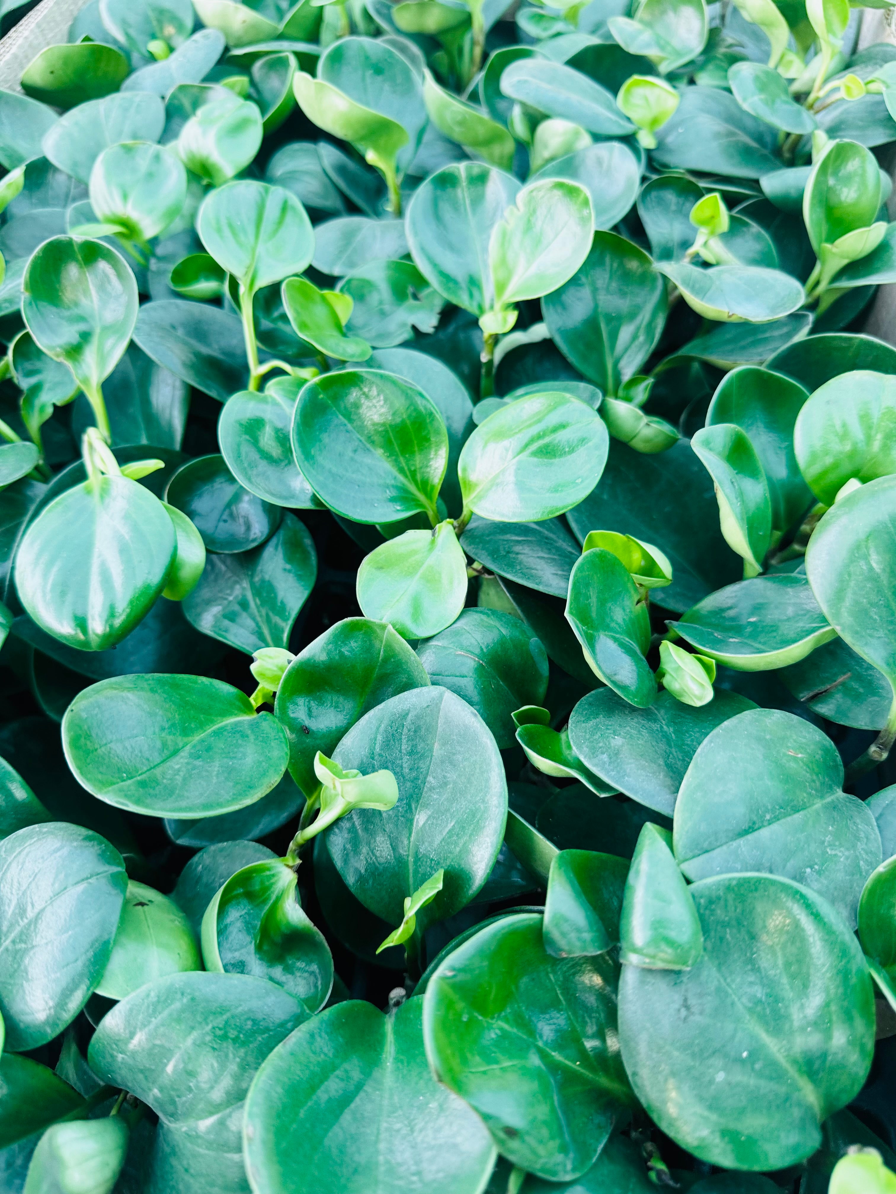 Pepperomia