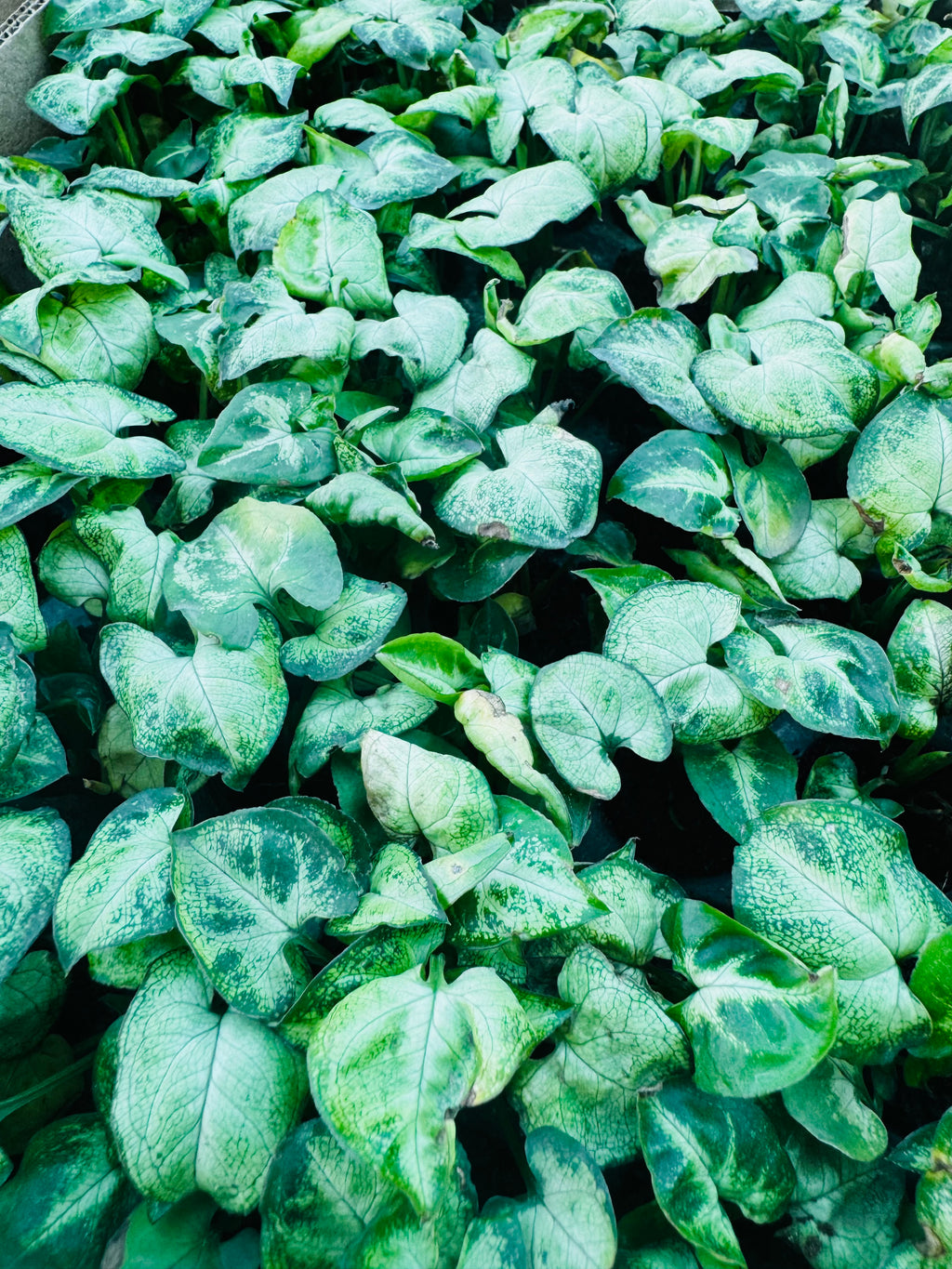 Syngonium Alba